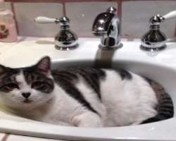 The actress has a cat named Eddie who died in October 2020 after living with Balfe for 17 years.
